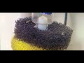 Corydoras Trilineatus Fry Day 24+