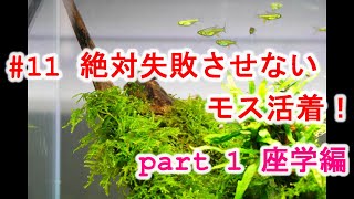 絶対失敗させないモス活着！part 1 座学編　１１話　#モス活着　#活着水草　#ウィローモス