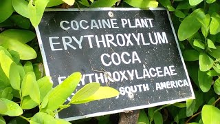 Understanding the Coca Tree: Its Ecology, Chemistry, and Impact...