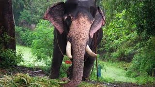 Punnathur kotta Elephant Sanctuary (Guruvayur) ,Thrissur, Kerala