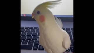 ドヤ顔で仕事の邪魔する系オカメインコ【うに】