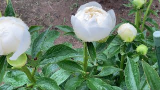 まるおの母　まるこの宿根草と低木の庭　2020 05 19 ヤッター‼️ひと月ぶりの恵みの雨☔️ 緑がイキイキ、みんな大喜び。