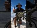 Truly incridible catching Huge crab #shorts #helpmychannel #helpmeyoutube