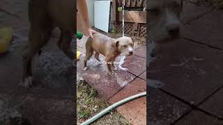 my pitbull doesn't know how he feels about showers... #pitbullpuppies #pitbulls #puppies #shorts