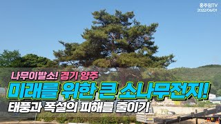 미래를 위한 소나무전지! 태풍과 폭설의 피해를 줄이기 / Cut the pine tree nicely