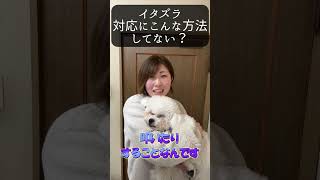 【犬種ビション】愛犬のイタズラにこんなことしてない？#shorts