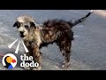 Watch This Street Dog Transform Into The Fluffiest Puppy | The Dodo