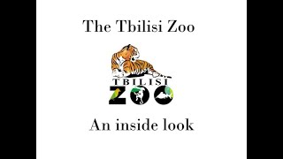 Tbilisi Zoo: an inside look