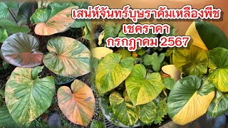 เสน่ห์จันทร์บุษราคัมเหลืองพีช อัพเดตไม้ในสวน เชคราคา ต้นเดือนกรกฎาคม 2567