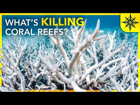What percentage of coral reefs are dead?