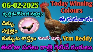 06 February 2025 Today Winning Colours//Ytm Reddy Farming Channel//Kukkuta Sastram