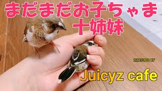 まだまだ甘えたい【ジュウシマツ】まつり