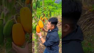 Satisfying Fruit Cutting – Pure Sweetness 🍊✨ #fruit