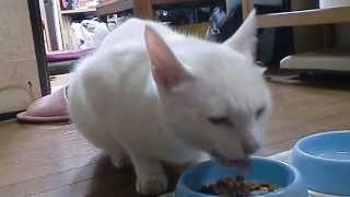 一生懸命餌を食べる猫　Cat eating hard food