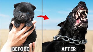 10 Cute Puppies That Grow Into Fearsome Dogs