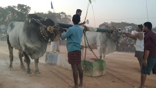 Yemmiganur.Seniors.Bull Race.16. Jatha.M.రామేంజినేయులు గారు