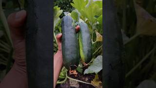 💥France வீட்டு தோட்டத்தில இவ்ளோ பெரிய size Zucchini😱🥒நான் எதிர்பாக்கல🤩#shorts #shortsfeed #gardening