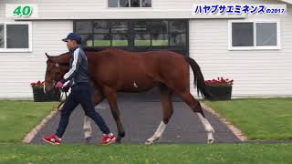 【セレクションセール2018】40　ハヤブサエミネンスの2017　牡