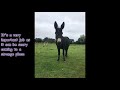 violet the timid donkey hsw superstar