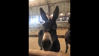 Violet the Timid Donkey - HSW Superstar