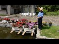 水戸市植物公園　園長の部屋vol.28 我慢強い植物～インパチェンス