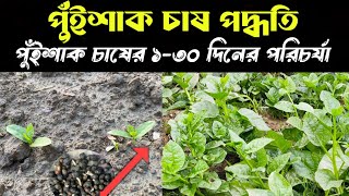 জমিতে সারিবদ্ধভাবে পুইশাক চাষ। পুইশাকের বীজ থেকে চারা তৈরি। Growing malabar spinach seeds