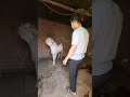Bakra Mentality 😍 Eid ul Adha 2025🐐 #goat #bakra #shorts #bakraeid