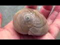 how to identify moon snails shelling tips in the ten thousand islands florida