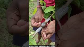 HOW TO AIR LAYERING OF GUAVA TREE# FULL PROCEDURE (A TO Z)