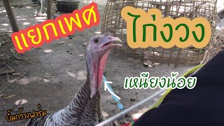 แยกเพศ-ไก่งวง ตัวผู้ ตัวเมีย ดูยังไง |ยิ้มกว้างฟาร์ม