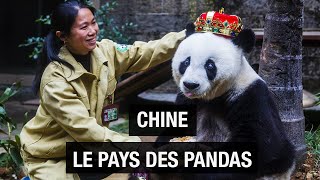 Le royaume des pandas - Sichuan - Chine - Documentaire voyage - AMP