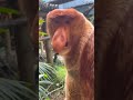 pinocchio monkey in real life😱🐒 monkeyfacts proboscismonkey monkeyreels wildlife