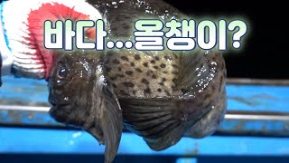 겉과 속이 다른 맛은 최고인 물고기!! 먹어보자 ~  /Fish that's different inside and outside.