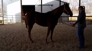 Cracking lunge whip with Holly pt. 2