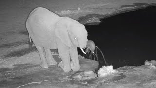 Every ellie loves to play with water. Nkorho Bush Lodge - africam - explore.org