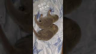 カワウソの双子の赤ちゃん、すくすく成長中【baby otter】