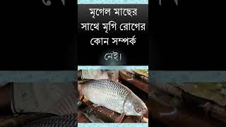 গর্ভকালীন মৃগেল মাছ খেলে কি মৃগী রোগ হয়?, #হেলথ_টিপস, #healthtips, #স্বাস্থ্যকথা,  #epilepsy,