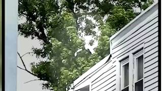 Bear spotted in tree in New Jersey