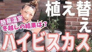 【経過報告】ハイビスカスの植え替え〜簡易温室での冬越しの結果は！？〜