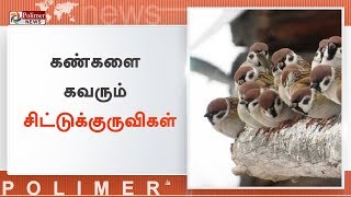 ஒரே பகுதியில் பறந்து திரியும் ஏராளமான சிட்டுக் குருவிகள் | #Sparrows | #Arani