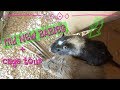 GETTING MY NEW GERBILS + CAGE TOUR GETTING MY NEW GERBILS + CAGE TOUR