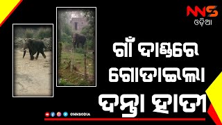 Tusker creats havoc || ଗାଁରେ ହାତୀ ଆତଙ୍କ #NNSODIA