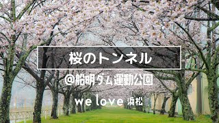 船明ダム運動公園（天竜区船明）の桜のトンネル：welove浜松