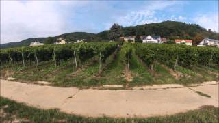 Ein Tag im Feld - Weinlese in der Pfalz