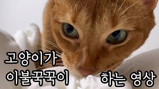 [집사일기] 고양이가 이불꾹꾹이(마운팅?!)하는 영상 (feat. 마징가 귀)