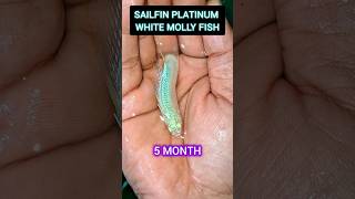 Beautiful platinum sailfin molly fish/White molly fishing//growing #mollyfish