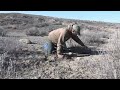 coyote trapping 40 yard drag catch