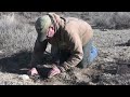 coyote trapping 40 yard drag catch