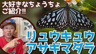 アサギマダラじゃない！？リュウキュウアサギマダラを白熱紹介！昆虫すごいぜ！