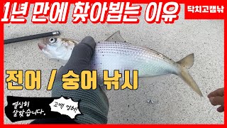 1년 만에 복귀했습니다. 방파제 내항 숭어 전어낚시!!! ※울산생활낚시※가족낚시※울산낚시※